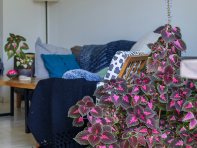 Indoor Plant Care&nbsp;Tips